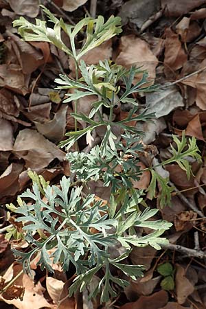 Artemisia absinthium \ Wermut / Wormwood, D Mannheim 11.10.2018