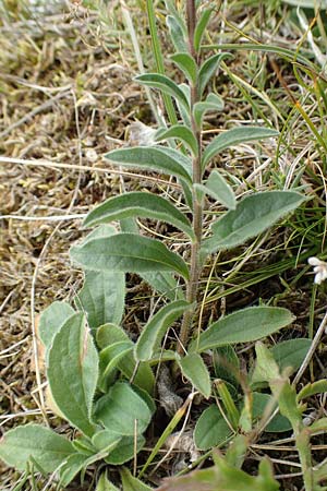Aster amellus \ Berg-Aster / Italian Aster, D Gr&uuml;nstadt-Asselheim 9.9.2019