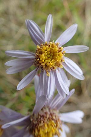 Aster amellus \ Berg-Aster / Italian Aster, D Gr&uuml;nstadt-Asselheim 9.9.2019
