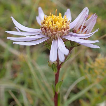 Aster amellus \ Berg-Aster / Italian Aster, D Gr&uuml;nstadt-Asselheim 9.9.2019