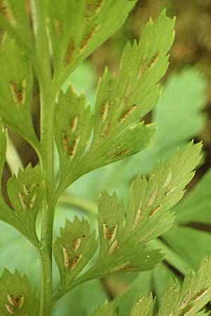 Asplenium adiantum-nigrum \ Schwarzer Streifenfarn / Black Spleenwort, D Neckarsteinach 14.10.2019