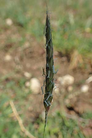 Alopecurus myosuroides \ Acker-Fuchsschwanz / Black-Grass, D Neuleiningen 23.4.2020