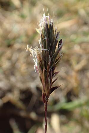 Anthoxanthum aristatum \ Grannen-Ruch-Gras / Annual Vernal Grass, D Karlsruhe 16.5.2020