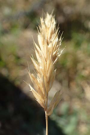 Anthoxanthum aristatum \ Grannen-Ruch-Gras / Annual Vernal Grass, D Karlsruhe 16.5.2020
