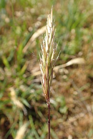 Anthoxanthum aristatum \ Grannen-Ruch-Gras / Annual Vernal Grass, D Karlsruhe 16.5.2020