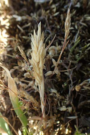 Anthoxanthum aristatum \ Grannen-Ruch-Gras / Annual Vernal Grass, D Karlsruhe 16.5.2020