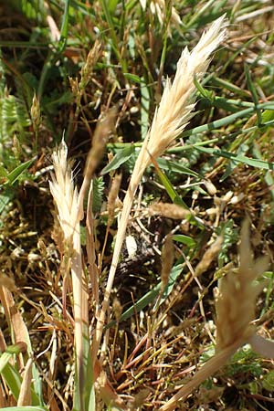 Anthoxanthum aristatum \ Grannen-Ruch-Gras / Annual Vernal Grass, D Karlsruhe 16.5.2020