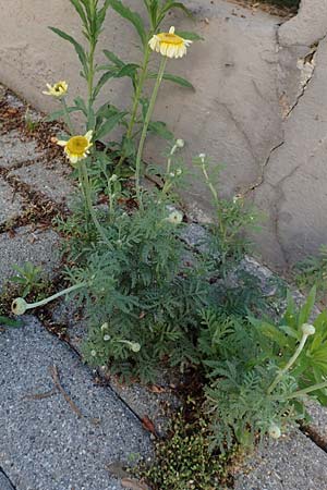 Anthemis arvensis \ Acker-Hundskamille / Corn Chamomile, D Mannheim 20.6.2020