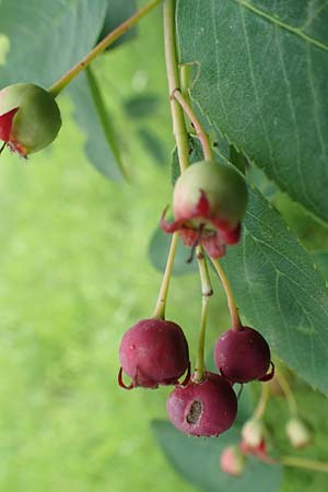 Amelanchier asiatica \ Japanische Felsenbirne / Asian Service Berry, Korean Juneberry, D Spessart, Mernes 20.6.2020