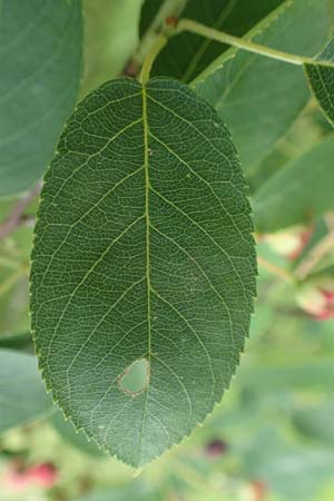 Amelanchier asiatica \ Japanische Felsenbirne / Asian Service Berry, Korean Juneberry, D Spessart, Mernes 20.6.2020