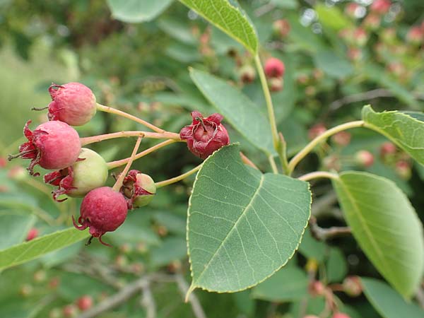 Amelanchier asiatica \ Japanische Felsenbirne / Asian Service Berry, Korean Juneberry, D Spessart, Mernes 20.6.2020