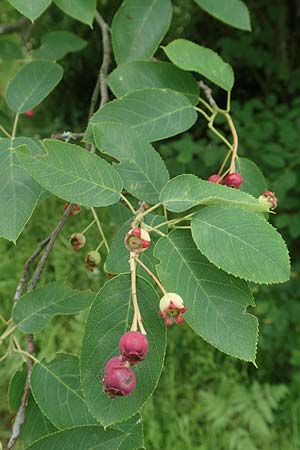 Amelanchier asiatica \ Japanische Felsenbirne / Asian Service Berry, Korean Juneberry, D Spessart, Mernes 20.6.2020
