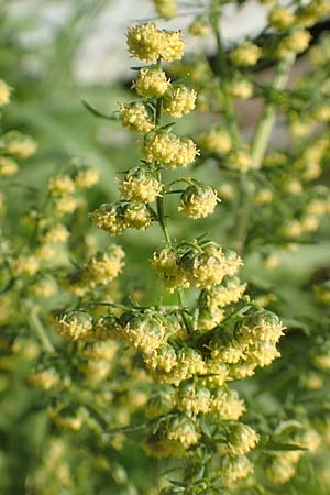 Artemisia annua \ Einj�hriger Beifu� / Annual Wormwood, D Brandenburg, Havelaue-Strodehne 17.9.2020