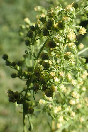 Artemisia annua \ Einj�hriger Beifu� / Annual Wormwood, D Sachsen-Anhalt, Havelberg 18.9.2020