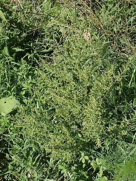 Artemisia annua \ Einj�hriger Beifu� / Annual Wormwood, D Sachsen-Anhalt, Havelberg 18.9.2020