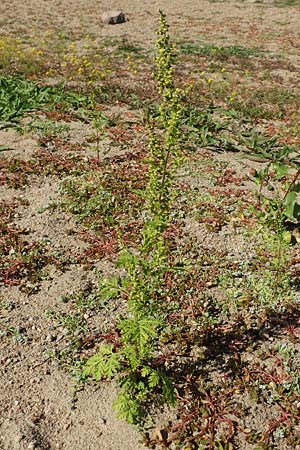 Artemisia annua \ Einj�hriger Beifu� / Annual Wormwood, D Sachsen-Anhalt, Havelberg 18.9.2020