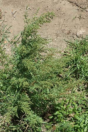 Artemisia annua \ Einj�hriger Beifu� / Annual Wormwood, D Sachsen-Anhalt, Havelberg 18.9.2020
