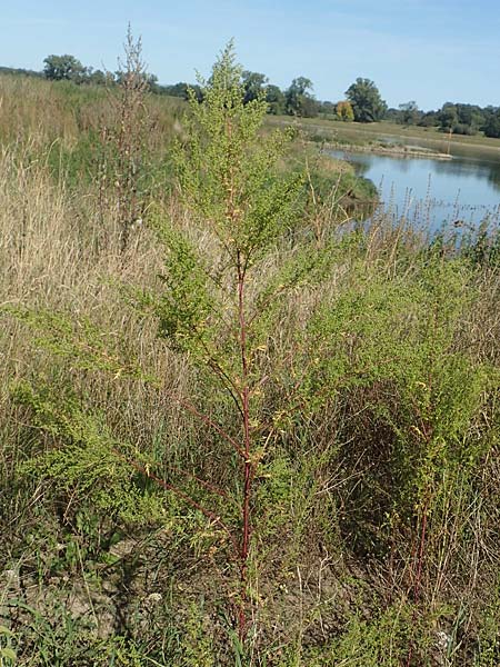 Artemisia annua \ Einj�hriger Beifu� / Annual Wormwood, D Sachsen-Anhalt, Havelberg 18.9.2020