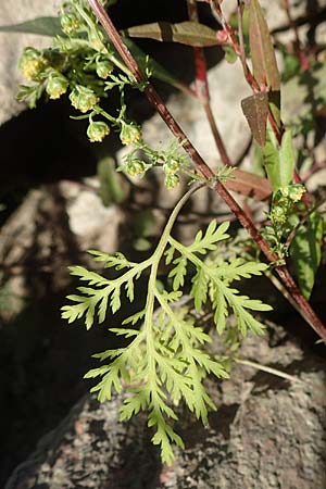 Artemisia annua \ Einj�hriger Beifu� / Annual Wormwood, D Sachsen-Anhalt, Tangerm&uuml;nde 21.9.2020