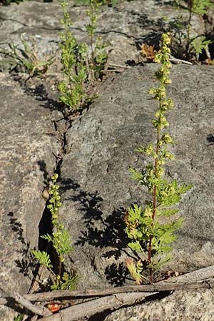 Artemisia annua \ Einj�hriger Beifu� / Annual Wormwood, D Sachsen-Anhalt, Tangerm&uuml;nde 21.9.2020