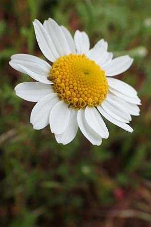 Anthemis arvensis \ Acker-Hundskamille / Corn Chamomile, D Odenwald, W&uuml;nschmichelbach 12.5.2021