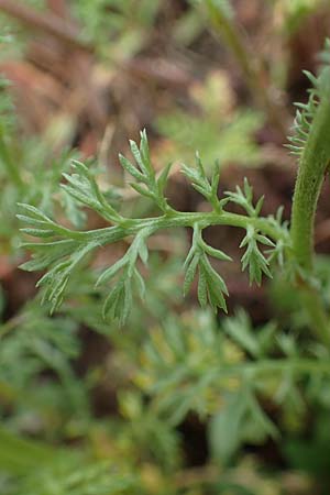 Anthemis arvensis \ Acker-Hundskamille / Corn Chamomile, D Odenwald, W&uuml;nschmichelbach 12.5.2021