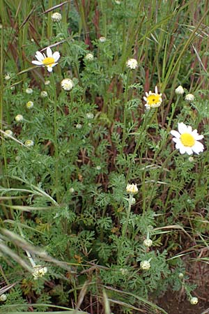 Anthemis arvensis \ Acker-Hundskamille / Corn Chamomile, D Odenwald, W&uuml;nschmichelbach 12.5.2021