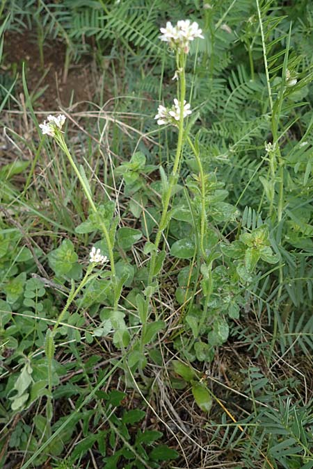 Arabis auriculata \ Ge&ouml;hrte G�nsekresse / Annual Rock-Cress, D Neuleiningen 15.5.2021