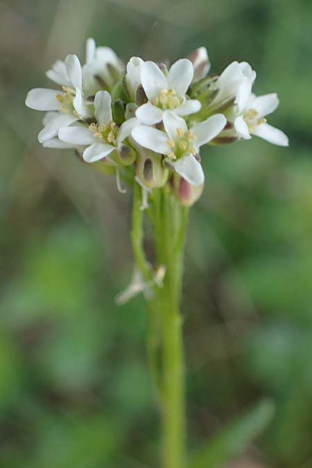 Arabis auriculata \ Ge&ouml;hrte G�nsekresse / Annual Rock-Cress, D Neuleiningen 15.5.2021
