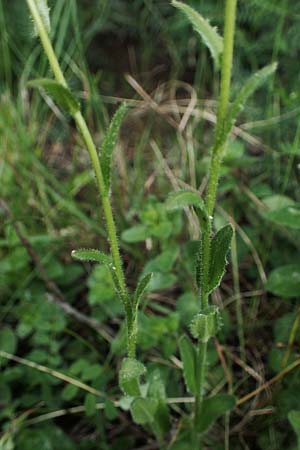Arabis auriculata \ Ge&ouml;hrte G�nsekresse / Annual Rock-Cress, D Neuleiningen 15.5.2021