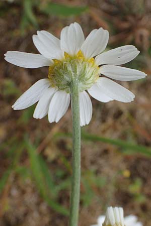 Anthemis arvensis \ Acker-Hundskamille / Corn Chamomile, D Hockenheim 8.6.2021