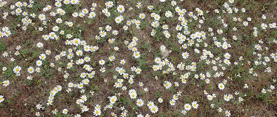 Anthemis arvensis \ Acker-Hundskamille / Corn Chamomile, D Hockenheim 8.6.2021