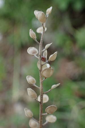 Alyssum alyssoides \ Kelch-Steinkraut / Small Alison, Pale Madwort, D Gr&uuml;nstadt-Asselheim 9.7.2021