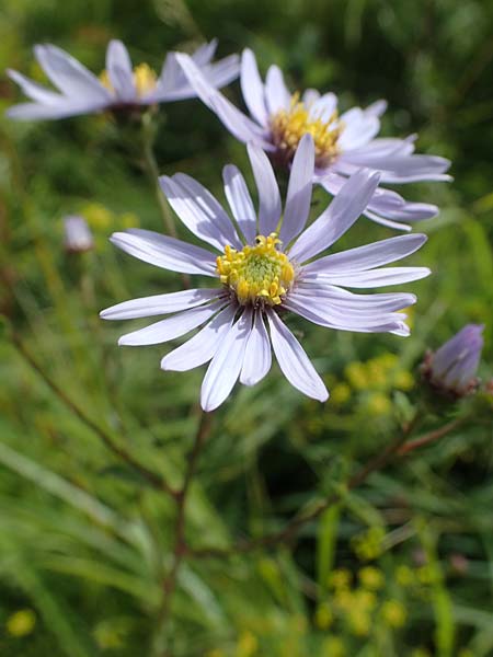 Aster amellus, Berg-Aster