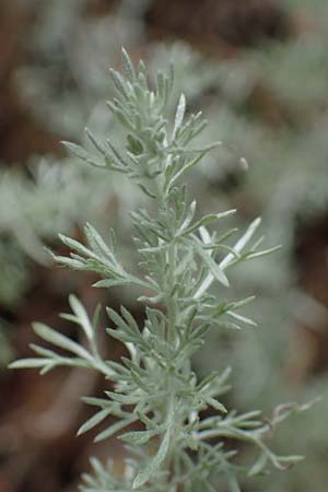 Artemisia repens \ Kriechende Beifu� / Creeping Wormwood, D Lampertheim 27.8.2021