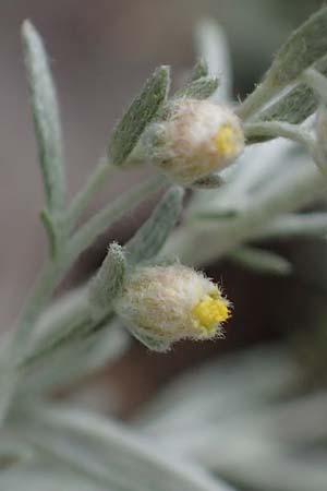 Artemisia repens \ Kriechende Beifu� / Creeping Wormwood, D Lampertheim 27.8.2021