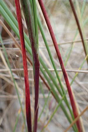 Calamagrostis arenaria \ Strand-Hafer / European Marram Grass, European Beach Grass, D Hohwacht 13.9.2021