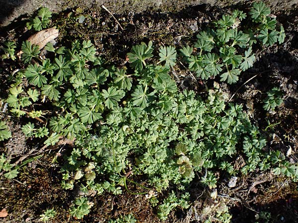 Aphanes arvensis \ Gew�hnlicher Ackerfrauenmantel / Field Parsley Piert, D Aachen 11.3.2022
