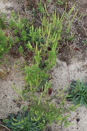 Ambrosia artemisiifolia \ Hohe Ambrosie, Aufrechtes Traubenkraut / Ragweed, D Kehl 3.9.2022