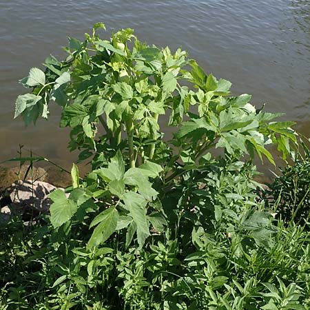 Angelica archangelica \ Arznei-Engelwurz, Echte Engelwurz / Garden Angelica, Holy Ghost, D Laudenbach am Main 24.5.2023