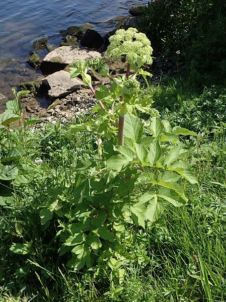 Angelica archangelica \ Arznei-Engelwurz, Echte Engelwurz / Garden Angelica, Holy Ghost, D Laudenbach am Main 24.5.2023