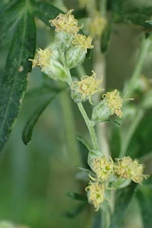 Artemisia vulgaris \ Gew�hnlicher Beifu� / Mugwort, D Viernheim 13.8.2023