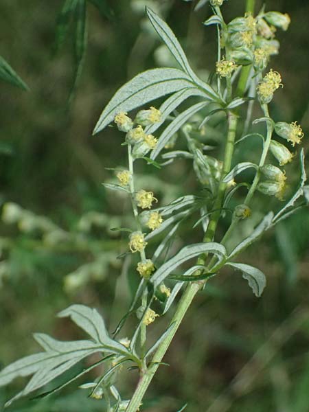 Artemisia vulgaris \ Gew�hnlicher Beifu� / Mugwort, D Viernheim 13.8.2023