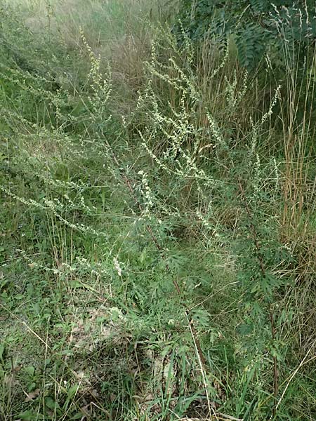 Artemisia vulgaris \ Gew�hnlicher Beifu� / Mugwort, D Viernheim 13.8.2023