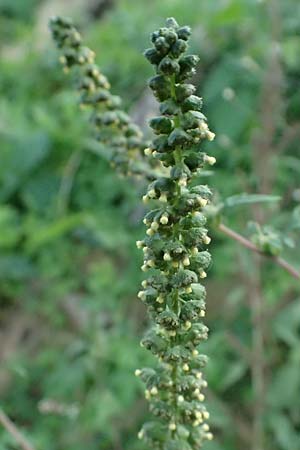 Ambrosia artemisiifolia \ Hohe Ambrosie, Aufrechtes Traubenkraut / Ragweed, D Mannheim 22.9.2024