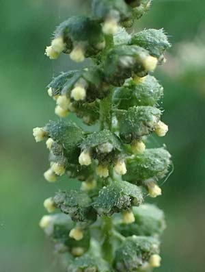 Ambrosia artemisiifolia \ Hohe Ambrosie, Aufrechtes Traubenkraut / Ragweed, D Mannheim 22.9.2024