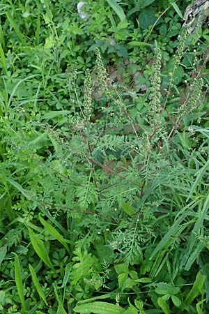 Ambrosia artemisiifolia \ Hohe Ambrosie, Aufrechtes Traubenkraut / Ragweed, D Mannheim 22.9.2024