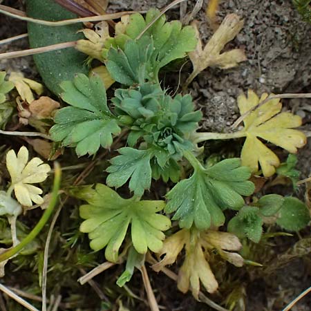 Aphanes arvensis \ Gew�hnlicher Ackerfrauenmantel / Field Parsley Piert, D Troisdorf 10.4.2025
