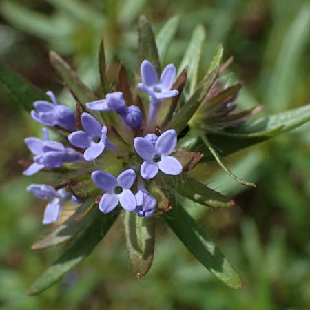 Asperula arvensis \ Acker-Meister / Blue Woodruff, D Botan. Gar.  Universit.  Ulm 26.5.2025