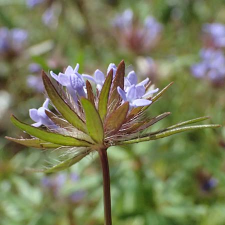 Asperula arvensis \ Acker-Meister / Blue Woodruff, D Botan. Gar.  Universit.  Ulm 26.5.2025